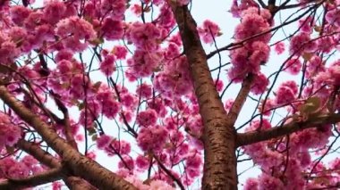 Japon kiraz ağacı. İlkbaharda açan güzel pembe kiraz ağacı güneş ışığıyla aydınlanır..