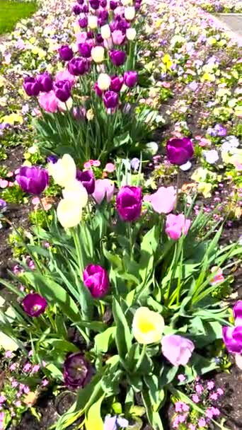 Hermosos Tulipanes Flores Primavera Macizo Flores — Vídeos de Stock