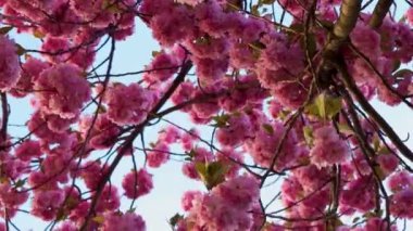 Japon kiraz ağacı. İlkbaharda açan güzel pembe kiraz ağacı güneş ışığıyla aydınlanır..