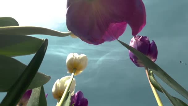 Tulipany Dołu Duże Tulipany Niebie — Wideo stockowe