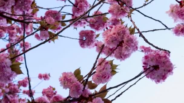 日本の桜の木 日光に照らされた春に咲く美しいピンクの桜の木 — ストック動画