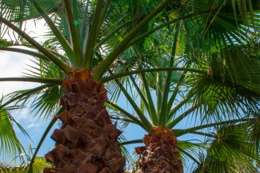 Palmiye ağaçları. Hindistan cevizi palmiyeleri, güzel tropikal arka plan..