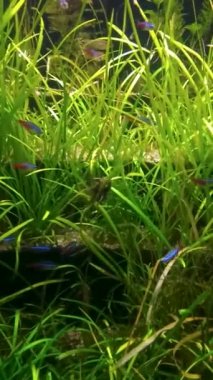 Catfish akvaryumda su yosunlarını emerek hareket eder..