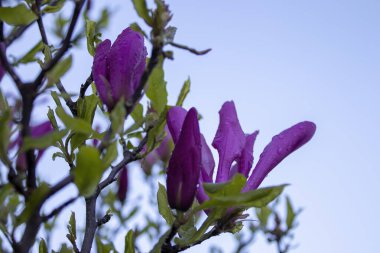 Manolya baharda çiçek açar. Pembe çiçekler, ılık nisan havası.