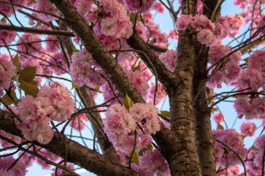 Kiraz çiçekleri, kiraz çiçekleri kiraz ağacının dalında küçük kümeler halinde toplanır. Yüzeyin derinliği. Merkezi çiçek grubuna odaklan..