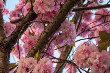 Kiraz çiçekleri, kiraz çiçekleri kiraz ağacının dalında küçük kümeler halinde toplanır. Yüzeyin derinliği. Merkezi çiçek grubuna odaklan..