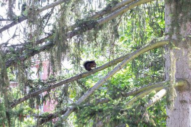 Ağaçtaki tilki sincabı. Çevik bir sincap güneşli bir günde ağaçta yemek yer..