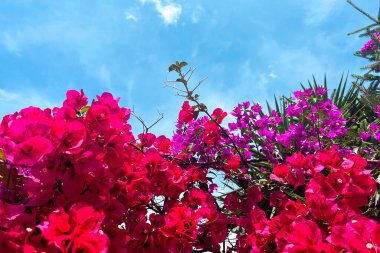 Yaz arkaplanı, İtalya 'da tropikal çiçekler, mavi gökyüzüne karşı Calabria.