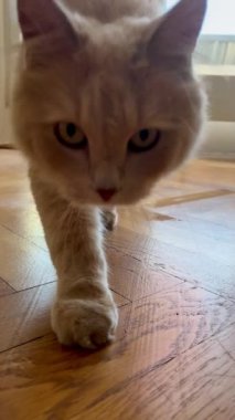 Bir kedinin yürüyüşünün yavaş çekim görüntüleri. Kırmızı kedi..