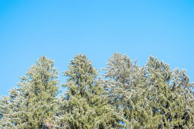 Kış ormanı Güneşli bir kış gününde, kışın karlı kırlarda ve ormanlarda.