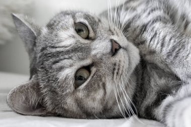 Gümüş bir tekir kedi yumuşak bir yüzeyde uzanmış meraklı gözlerle izleyiciye bakıyor. Güneş ışığı kürkünü nazikçe aydınlatır ve sıcak atmosfere sıcaklık katar..