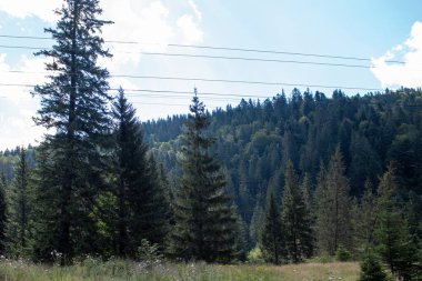 Uzun çam ağaçlarıyla dolu canlı bir orman, parlak mavi bir gökyüzünün altında araziye yayılır. Güneş ışığı, sıcak bir öğleden sonra yeşilliği vurguluyor ve huzurlu bir atmosfer yaratıyor..