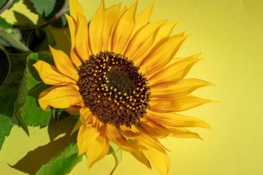 Parlak bir arka planda büyük bir ayçiçeği. Güzel açan ayçiçeği.