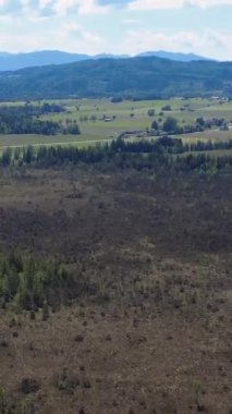Açık Orman Bölgesi Hava Görüntüsü Öğleden Sonra Yakınındaki Yeniden Büyüme ve Çiftlik Alanını Gösteriyor