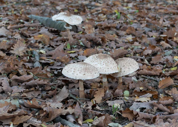 Grupo Cogumelos Guarda Sol Chão Floresta Cercado Com Folhas Secas — Fotografia de Stock