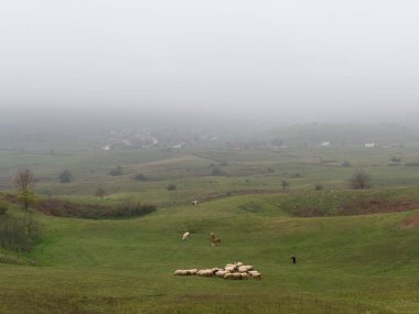Old woman follows flock of sheeps across pasture in village of Kola on Manjaca mountain near Banja Luka during foggy autumn day