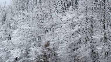 Kışın ağaç desenleri, donla kaplı dallar ve dallar