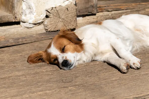 Şirin köpek uyuyor ve verandada güneşleniyor.