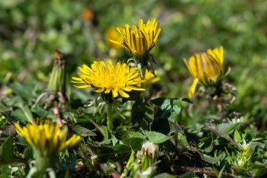 Sarı karahindiba çiçeği yakın yaz mevsiminde