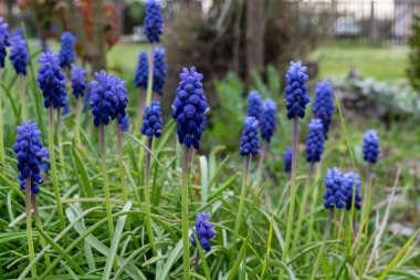 Bahçede bir sürü muscari çiçeği, baharın habercisi