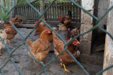 Bazı tavuklar kıpırdamadan durur ve bazıları acele eder tavuk kafesinin içinde, hareket bulanıklığı