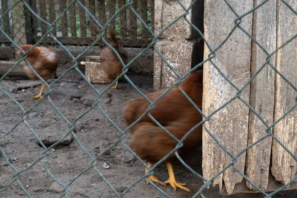 Tavuklar tavuk kümesine girer, koşuşturur, hareket bulanıklığı