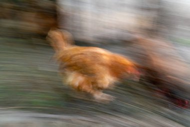 Tavuk kümesine girer, hareket bulanıklığı, kasıtlı kamera hareketi.