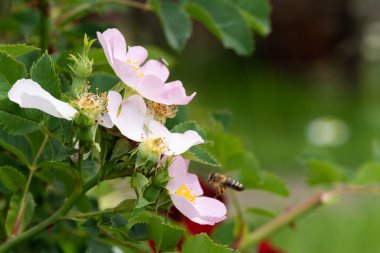 Gül çiçeği yaklaş ve uçarken polen toplamaya çalış.