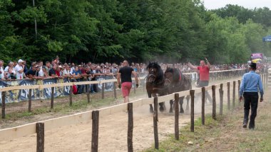Atlarla kütük çekmek, at gücü gösterisi.