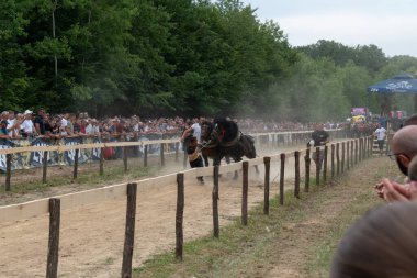Atlarla kütük çekmek, at gücü gösterisi.