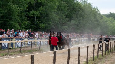 Atlarla kütük çekmek, at gücü gösterisi.