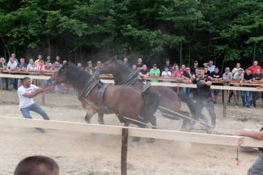 Atlarla kütük çekmek, at gücü gösterisi.