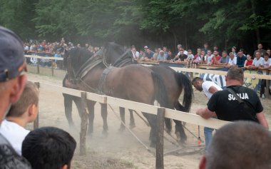 Atlarla kütük çekmek, at gücü gösterisi.