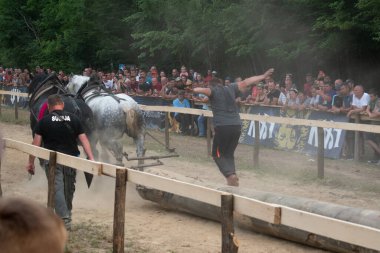 Atlarla kütük çekmek, at gücü gösterisi.
