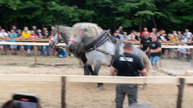 Pulling log with horses, horse power demonstration clipart