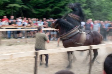 Pulling log with horses, horse power demonstration clipart