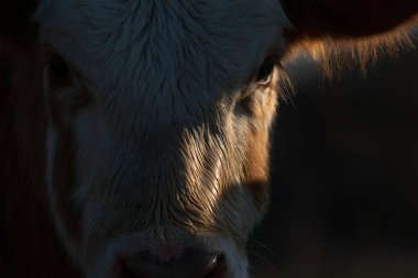 Yanağında lamba, kulağında saç, önünde baldır başı olan baldırın portresi. Yaklaş.