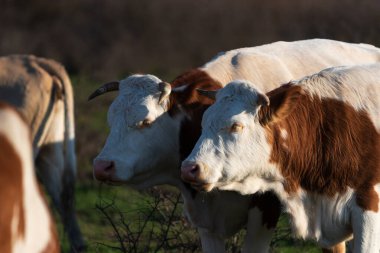 Yan yana duran iki inek, otlaktaki iki ineğin yarı profili.