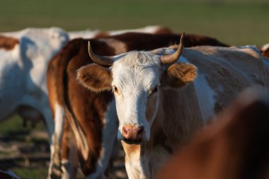 İneklerin açık hava portresi sürü halinde, sivri boynuzları olan inek kafasının ön görüntüsü sürüdeki diğer ineklerle çevrili.