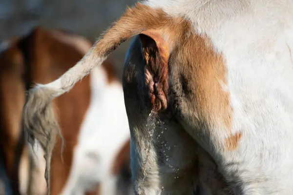 İnek otlakta çişini yaparken kuyruğunu kaldırır, idrar deliği kapanır ve idrar dışarı çıkar.