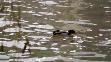 Ördek suda yüzer ve yer, Strasbourg 'da kötü bir nehir.