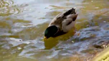 Ördek suda yüzer ve yer, Strasbourg 'da kötü bir nehir.