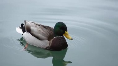 Yaban ördeği gölde hareketsiz kalır sonra yakın mesafeden yüzer.