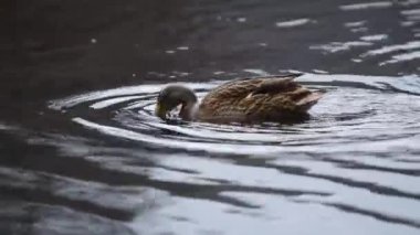 Ördek yüzer ve başını suya daldırır yiyecek aramak için yakın mesafeden yaklaşır.