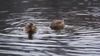 İki ördek yüzer ve başını suya daldırır yiyecek bulmak için yaklaşır.