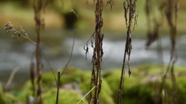 Kuru bitki sapı arka plandaki dağ deresine yakın.