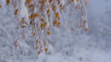 Kış boyunca donmuş karla kaplı huş dalları ve portakal yaprakları yavaşça rüzgarda savruluyor.