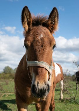 Kırsalda tay başı portresi, çayırda at resmi