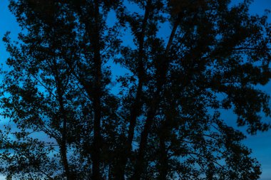 Gün batımında gökyüzüne karşı ağaç gölgeliği.