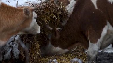 İnekler kışın karla kaplı çayırlarda yuvarlanan balyalardan saman yerler.